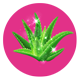 Bandaaloe